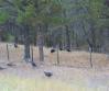 PICTURES/Devils Tower/t_Wild Turkeys1.JPG